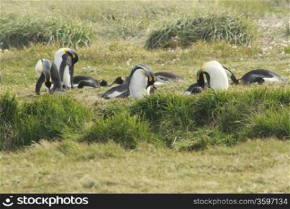 Parque Pinguino Rey - King Penguin park on Tierra del fuego. parqueParque Pinguino Rey - King Penguin park on Tierra del fuego