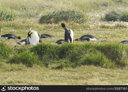 Parque Pinguino Rey - King Penguin park on Tierra del fuego. parqueParque Pinguino Rey - King Penguin park on Tierra del fuego