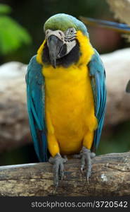 parrot bird sitting on the perch