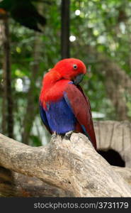 parrot bird sitting on the perch