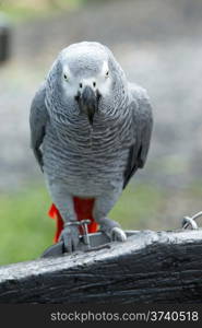 parrot bird sitting on the perch