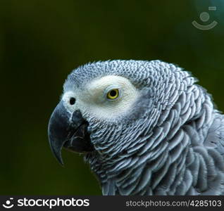 parrot bird sitting on the perch