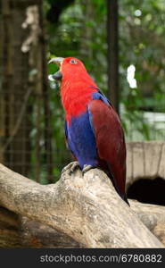 parrot bird sitting on the perch