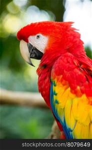 parrot bird sitting on the perch