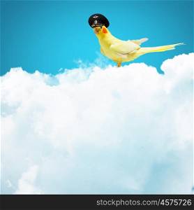 Parrot in pilot hat. Image of funny parrot in funny hat