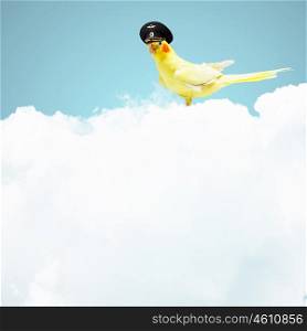 Parrot in pilot hat. Image of funny parrot in funny hat