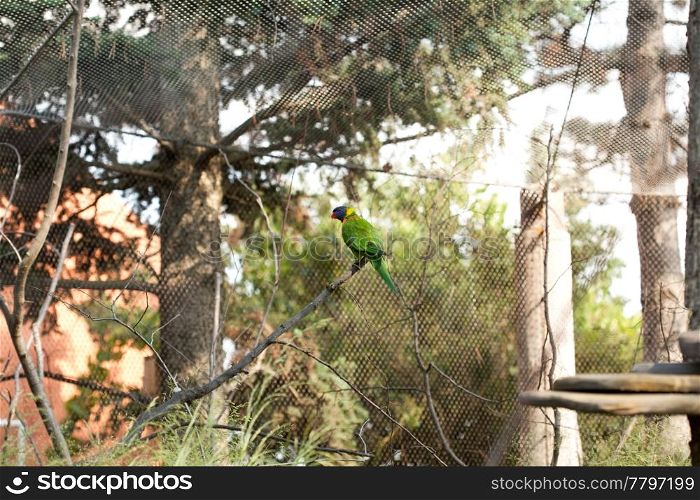 parrot in the aviary