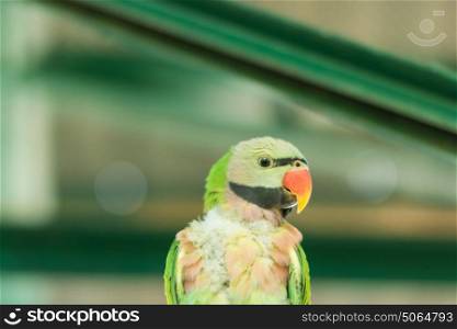 Parrot in the zoo