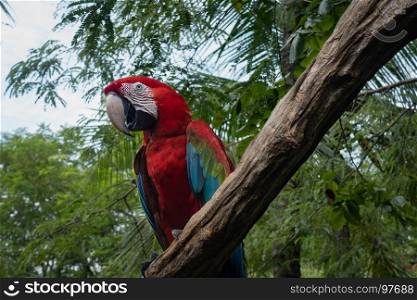 parrot macaw blue gold bird sitting on perch tree
