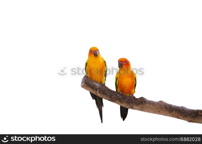 parrot on logs on the white background.
