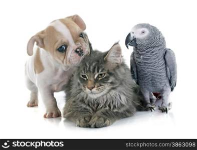 parrot, puppy and cat in front of white background