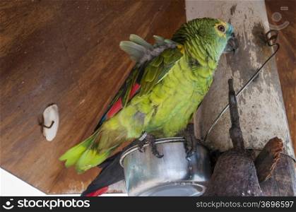 parrot quiet place in the innkeeper