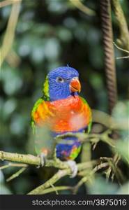 parrot rainbow, trichoglossus haematodus hanging on a stick
