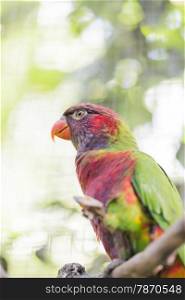 parrot rainbow, trichoglossus haematodus hanging on a stick