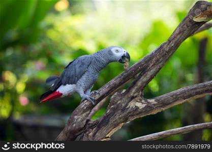 parrot seats on the branch