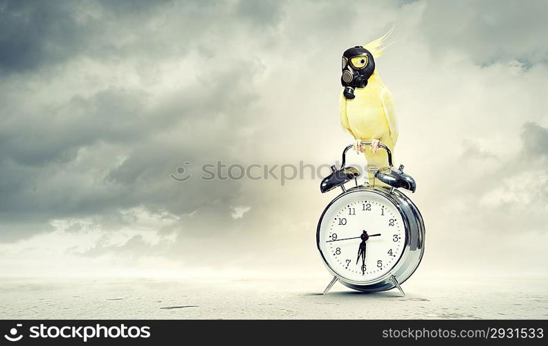 Parrot sitting on alarm clock