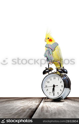 Parrot sitting on alarm clock