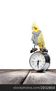 Parrot sitting on alarm clock