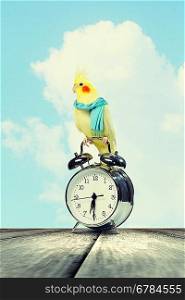 Parrot sitting on alarm clock