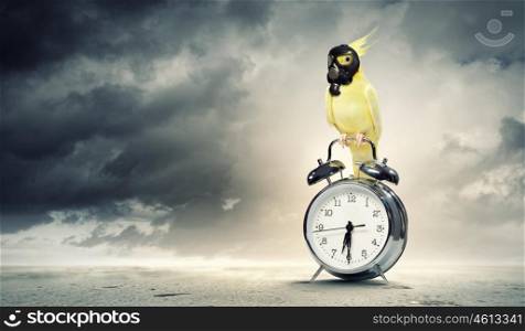 Parrot sitting on alarm clock. Image of yellow parrot in gas mask sitting on alarm clock. Ecology concept
