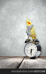 Parrot sitting on alarm clock. Image of yellow parrot sitting on alarm clock