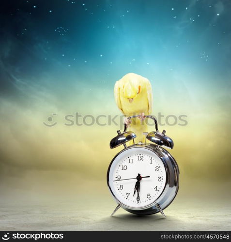 Parrot sitting on alarm clock. Image of yellow parrot sitting on alarm clock