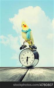 Parrot sitting on alarm clock. Image of yellow parrot sitting on alarm clock