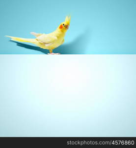Parrot sitting on blank banner. Parrot sitting on blank banner. Place for text