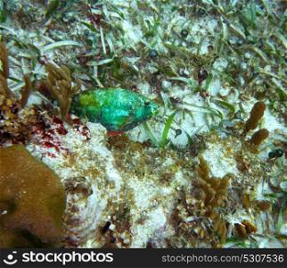 Parrotfish fish in Great Mayan Reef at Riviera Maya of Caribbean Mexico