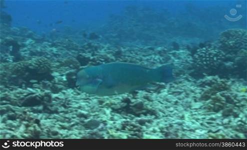 Parrotfish, Papageienfische am Korallenriff