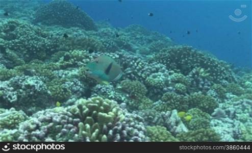 Parrotfish, Papageienfische am Korallenriff