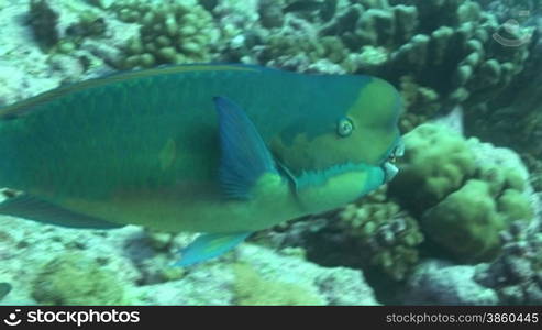 Parrotfish, Papageienfische am Korallenriff