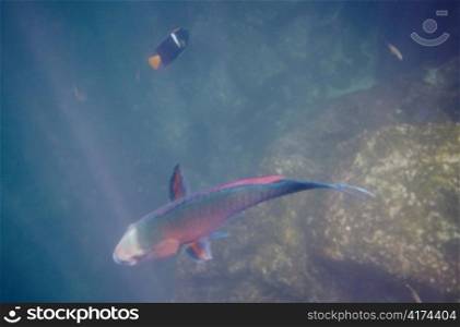Parrotfish swimming underwater, Darwin Bay, Genovesa Island, Galapagos Islands, Ecuador