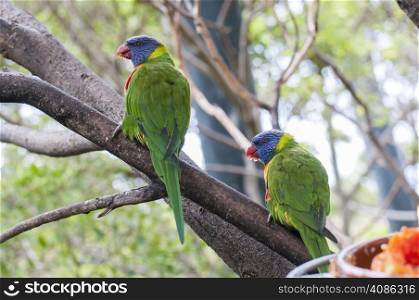 parrots in their jungle habitat surrounded