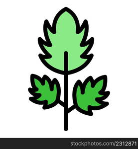 Parsley botany icon. Outline parsley botany vector icon color flat isolated. Parsley botany icon color outline vector