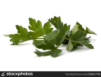 parsley branch isolated on white background