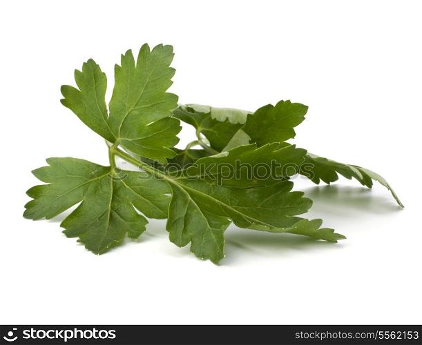 parsley branch isolated on white background