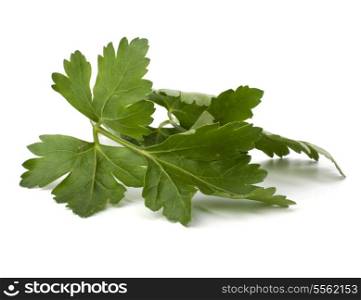 parsley branch isolated on white background