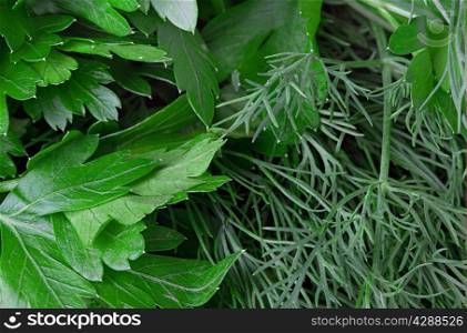 Parsley, dill. Background