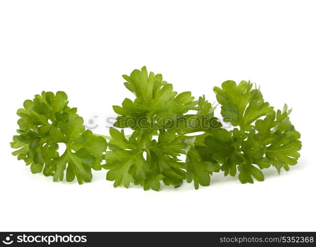 Parsley herb isolated on white background