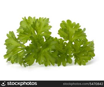 Parsley herb isolated on white background