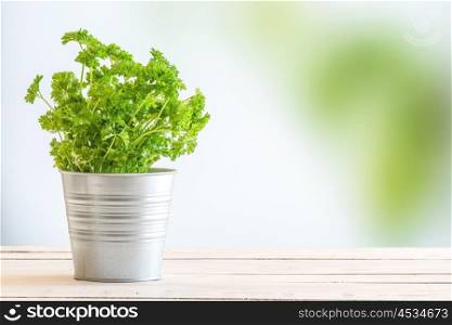 Parsley herbs in fresh green colors on a table