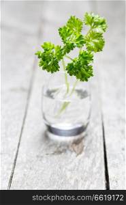 Parsley in a glass on wooden background macro.. Parsley in a glass on wooden background macro