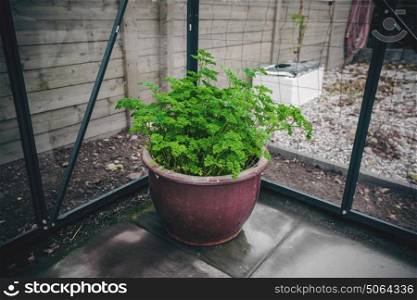 Parsley in a pot in a greenhouse in a garden