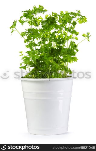parsley in a pot isolated on white background
