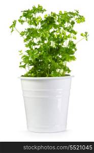 parsley in a pot isolated on white background