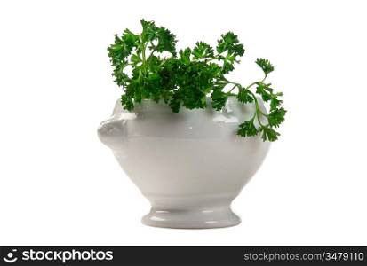 parsley in a vase isolated on white background