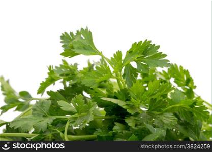 Parsley in closeup on a white background