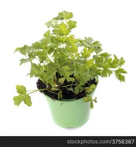 parsley in pot in front of white background