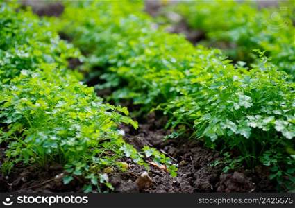 parsley in the garden